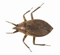 Image result for Pond Pests