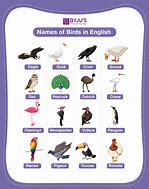 Image result for Birds for Kids