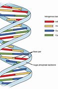 Image result for A Double Helix and a Polymer