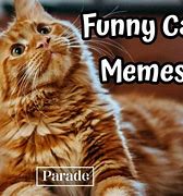 Image result for Cute Funny Cats