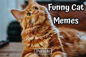 Image result for Cat Memes Funny Clean Work