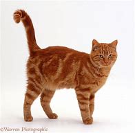 Image result for Red Ginger Cat