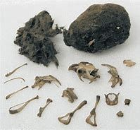 Image result for Dormouse Teeth in Owl Pellets