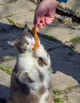 Image result for Cat Eating Sausage