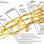 Image result for Brachial Plexus Posterior View