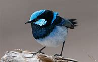 Image result for Blue Wren