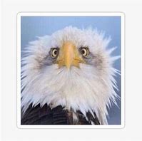 Image result for I'm an Eagle Meme