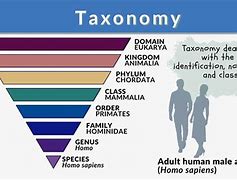 Image result for Taxonomy Classification Chart