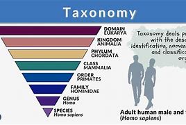 Image result for Chinese Taxonomy