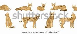 Image result for Serval Cat Face