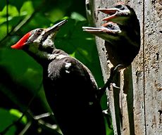 Image result for Iowa Birds