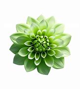 Image result for Green Flower Illustration