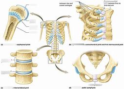 Image result for Cartilaginous Joints Function