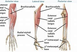 Image result for The Brachioradialis