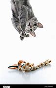 Image result for Cat Tail Hanging Down