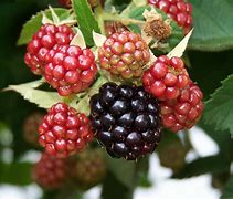 Image result for Blackberries