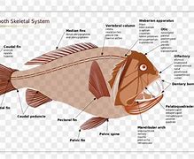 Image result for Angler Fish Bones