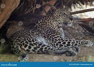 Image result for Nimr Panthera Pardus Poster