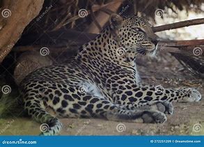 Image result for Panthera Pardus Nimr