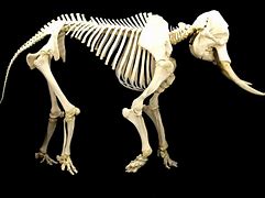 Image result for Horror Elephant Skeleton