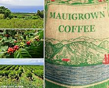 Image result for Hawaii Coffee Farm