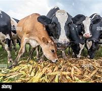 Image result for Animals Eating Corn