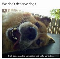 Image result for Resivior Dog Meme Ear