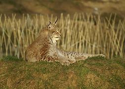 Image result for Lynxes Animal