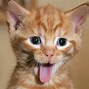 Image result for Cute Funny Cats