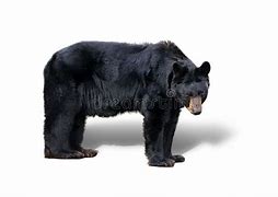 Image result for Black Bear Head White Background