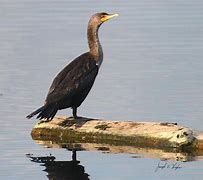 Image result for Black Diving Water Bird