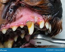 Image result for Dog Dental Tartar