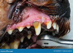 Image result for Tartar Buildup On Dog Teeth