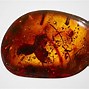 Image result for Fossils in Amber