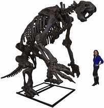 Image result for Giant Ground Sloth Skeleton