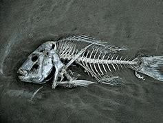 Image result for Bones of Dead Fish