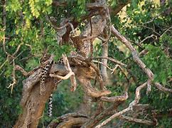 Image result for Yala Leopard