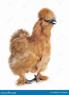 Image result for Brown Silkie