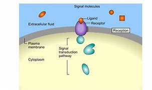 Image result for Cell Pathways Chart