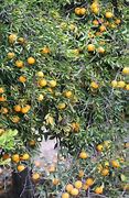 Image result for Citrus Depressa What Does It Smell Like