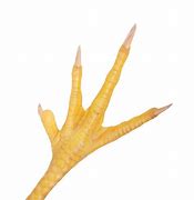 Image result for Chicken Claw