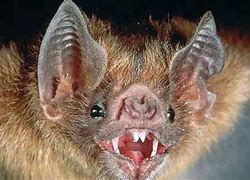 Image result for Dracula Vampire Bat