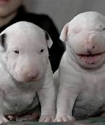 Image result for Bull Terrier Babies