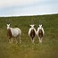 Image result for Wild Scimitar-Horned Oryx