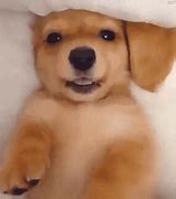 Image result for Yappy Dog GIF