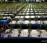 Image result for Organic Chilli Farming