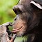 Image result for Alien Chimpanzee