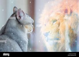 Image result for Cat Mirror Sees Lion