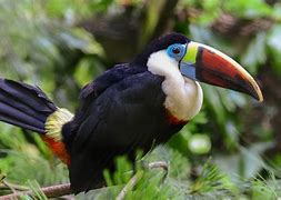 Image result for Toucan Beak Evolution