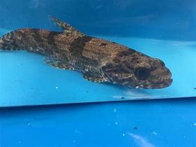 Image result for Hoplias Wolf Fish